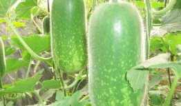 吃瓜爆料素材视频大全,吃瓜爆料素材视频大全大汇总