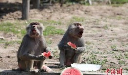 娱乐吃瓜酱动物园,揭秘娱乐圈背后的趣味故事