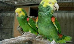 宠物大爆料鹦鹉视频下载,鹦鹉视频下载攻略全解析